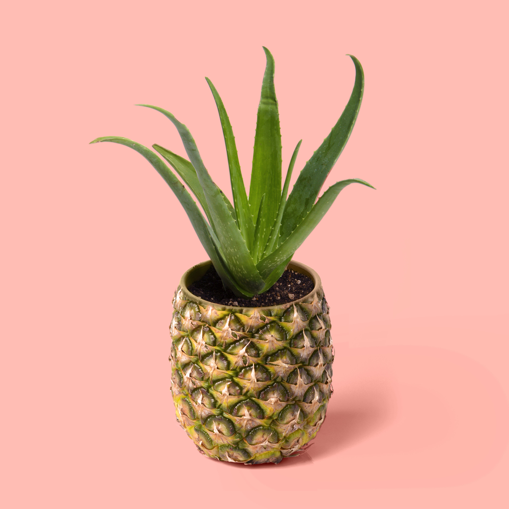 pineapplepot