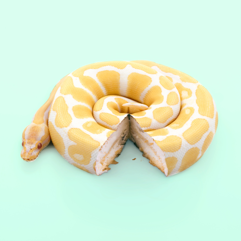 snakecake