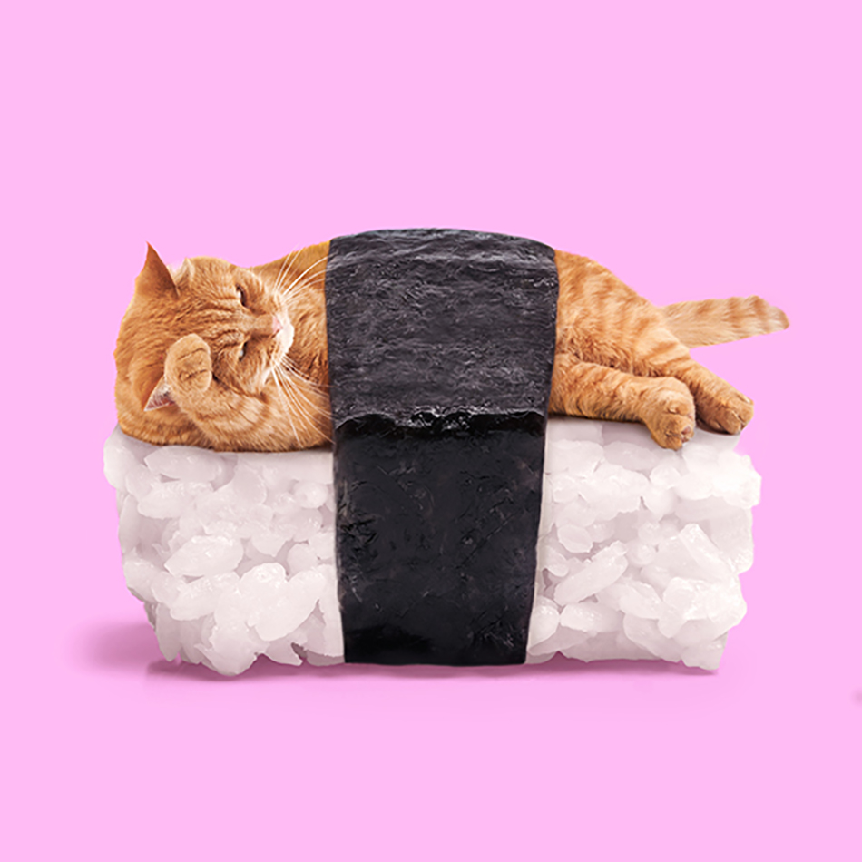 sushicat